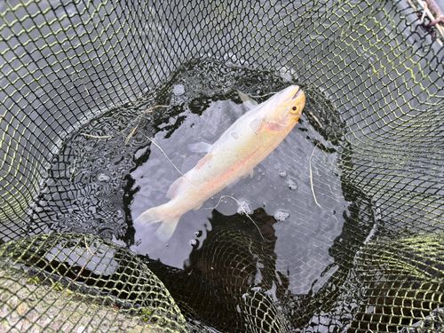アルビノニジマスの釣果