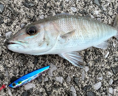 アオチビキの釣果