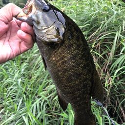 スモールマウスバス