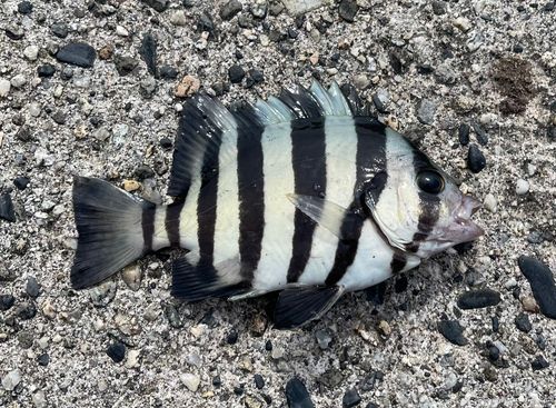 ヘダイの釣果