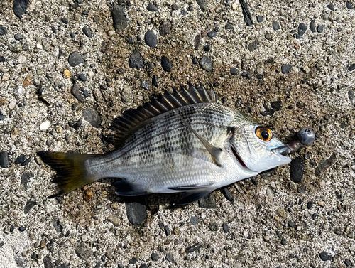 クロダイの釣果