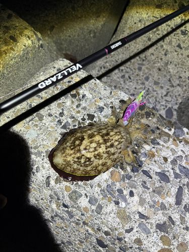 コウイカの釣果