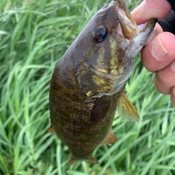 スモールマウスバス