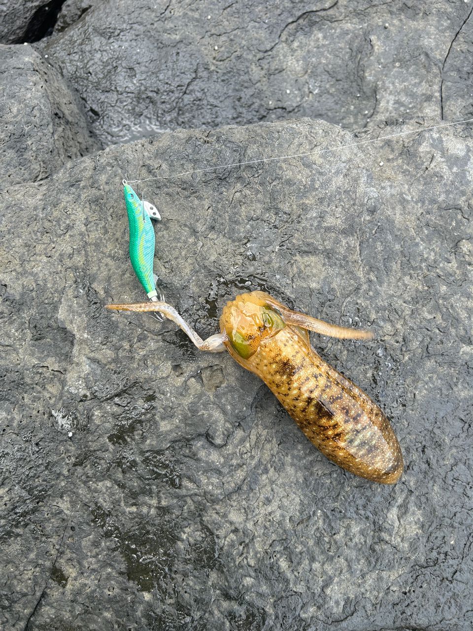 アオリイカ