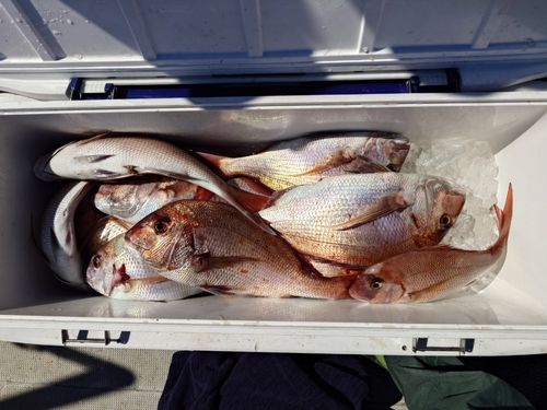 マダイの釣果