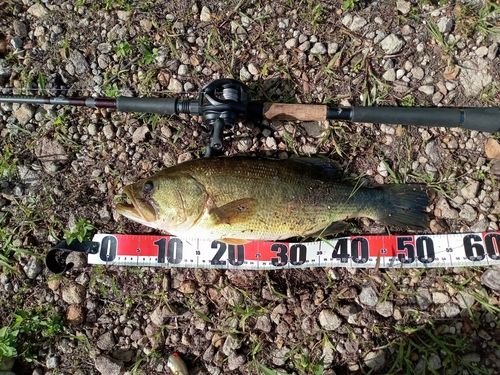 ラージマウスバスの釣果
