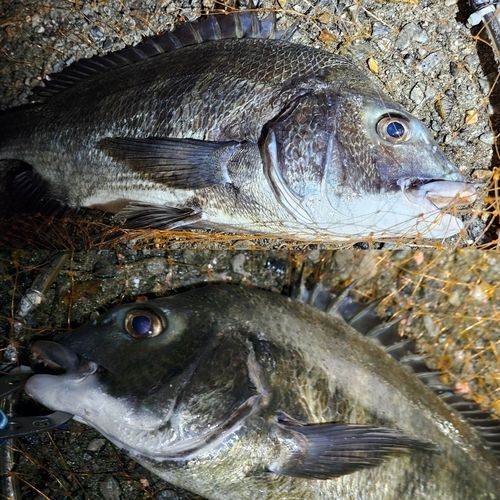 チヌの釣果