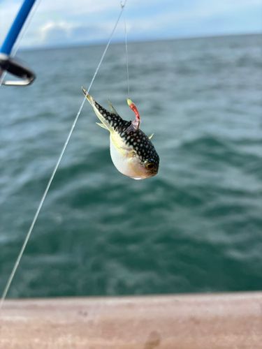 釣果