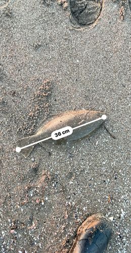 ソゲの釣果