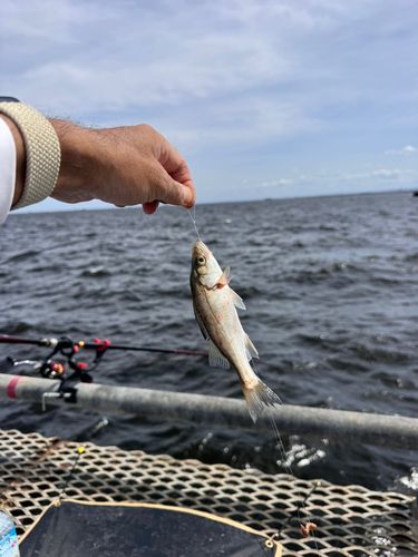 本牧海づり施設