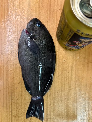 グレの釣果