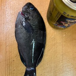 グレ