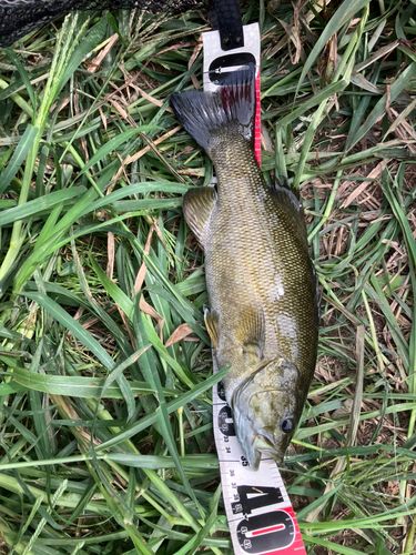 スモールマウスバスの釣果