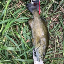 スモールマウスバス