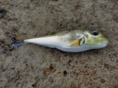シロサバフグの釣果