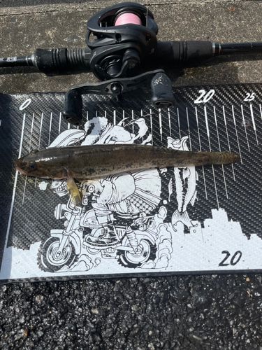マハゼの釣果