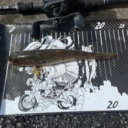 マハゼ