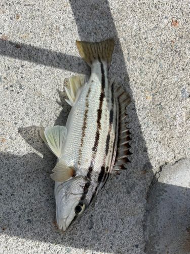 南芦屋浜ベランダ