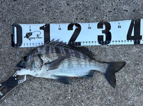 チヌの釣果