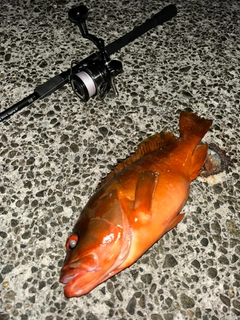 アカハタの釣果