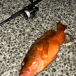 アカハタ