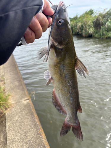 アメリカナマズの釣果