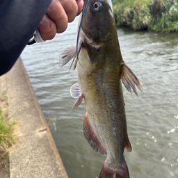 アメリカナマズ