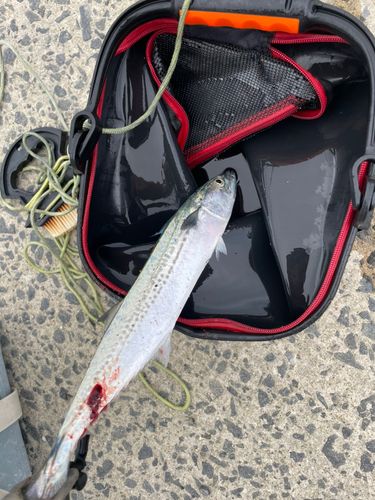 サゴシの釣果