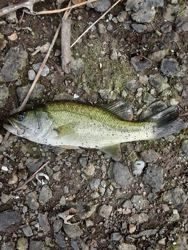 ラージマウスバスの釣果