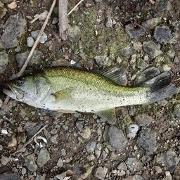 ラージマウスバス