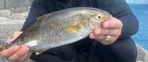 ネリゴの釣果