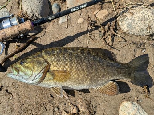 スモールマウスバスの釣果