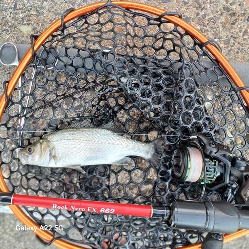 セイゴ（ヒラスズキ）の釣果