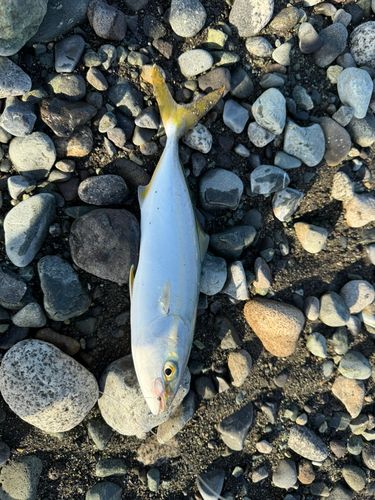 ワカシの釣果