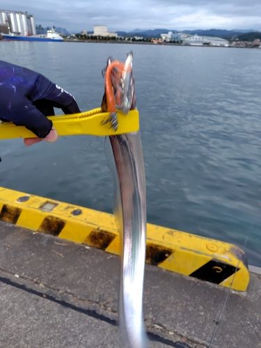タチウオの釣果