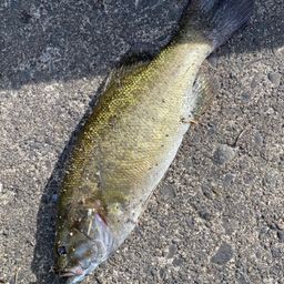 スモールマウスバス