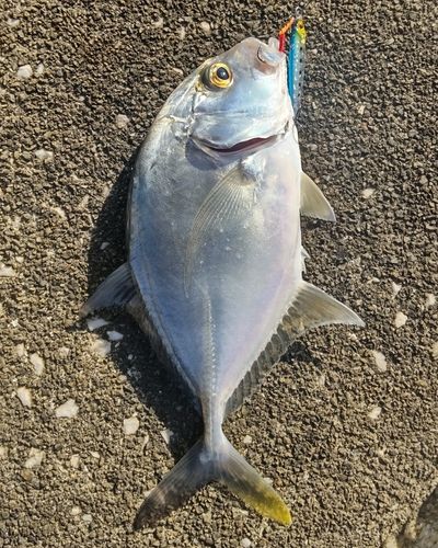 那賀川河口