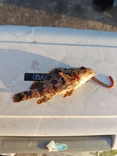 カサゴの釣果