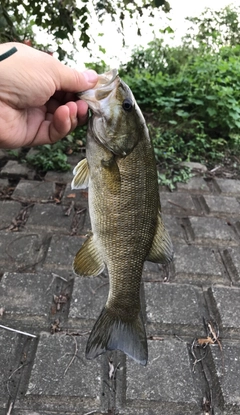 スモールマウスバスの釣果