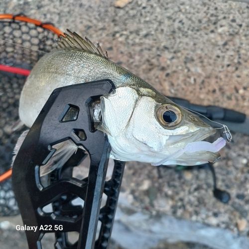 セイゴ（ヒラスズキ）の釣果