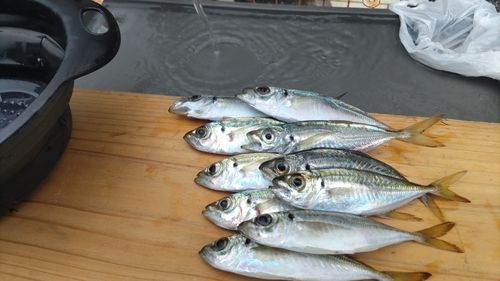アジの釣果