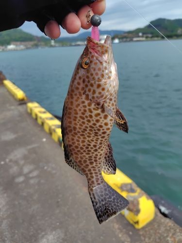 オオモンハタの釣果