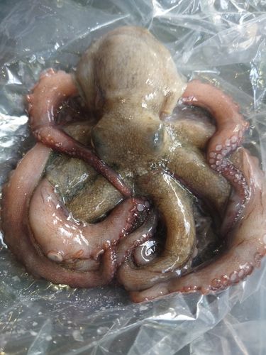 マダコの釣果