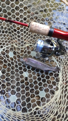 レインボートラウトの釣果