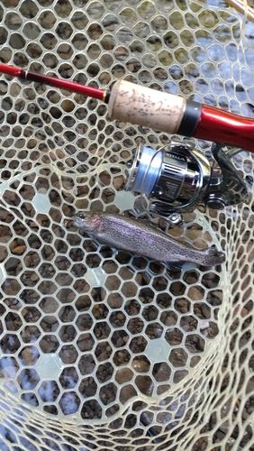 レインボートラウトの釣果