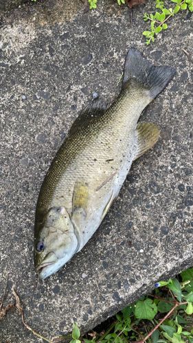 スモールマウスバスの釣果