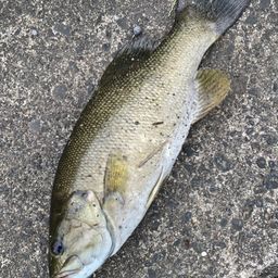 スモールマウスバス