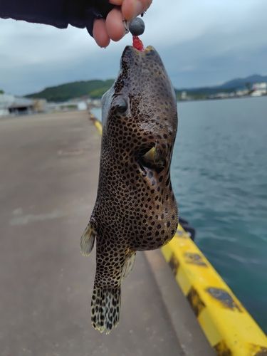 フグの釣果