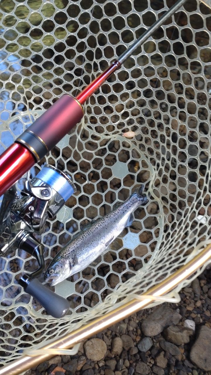 レインボートラウト