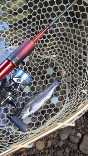 レインボートラウトの釣果
